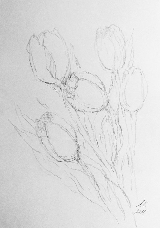 Tulipes #8. Original pencil drawing.