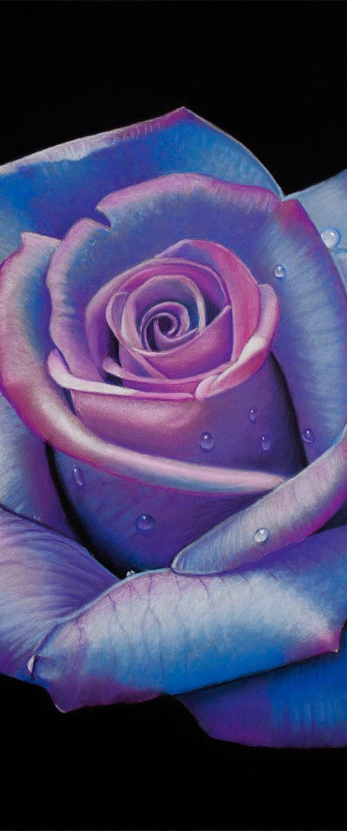 Blue and Pink Rose by Dietrich Moravec