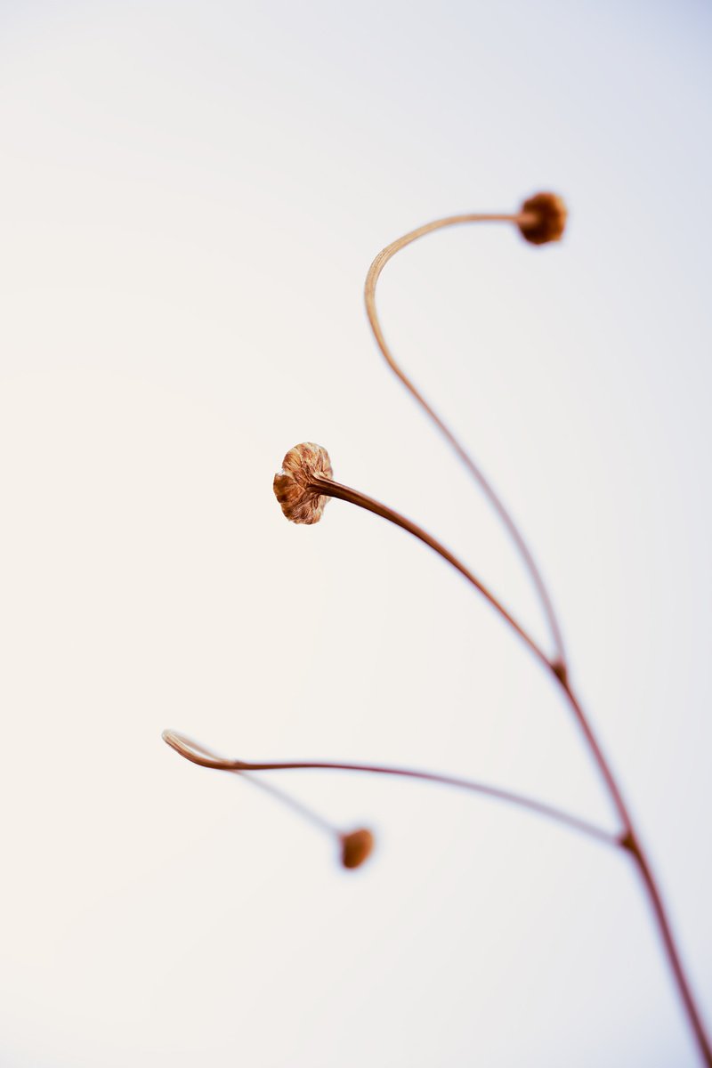 Botanical Photograph By Tal Paz-Fridman, 28 X 39", In Light Of Current Events 8, Original Artwork