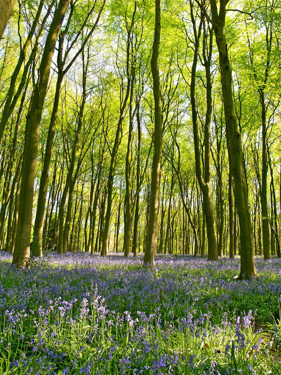 Bluebells of Micheldever Wood2 by Alex Cassels