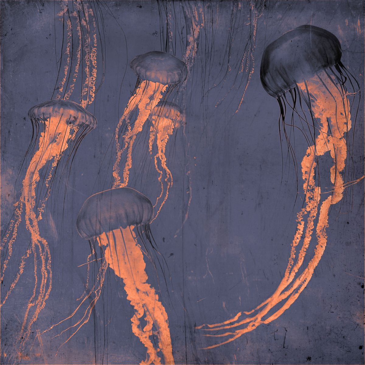 Photorealistic Animal Photograph By Nadia Attura, 20 X 20", Monterey Grey, Original Artwork