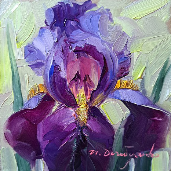 Iris flower purple