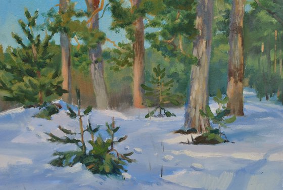 Ukrainian Winter Pine Forest
