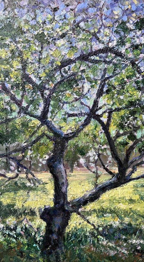 Apple Trees in Tetritskaro by Zurab Sharvadze