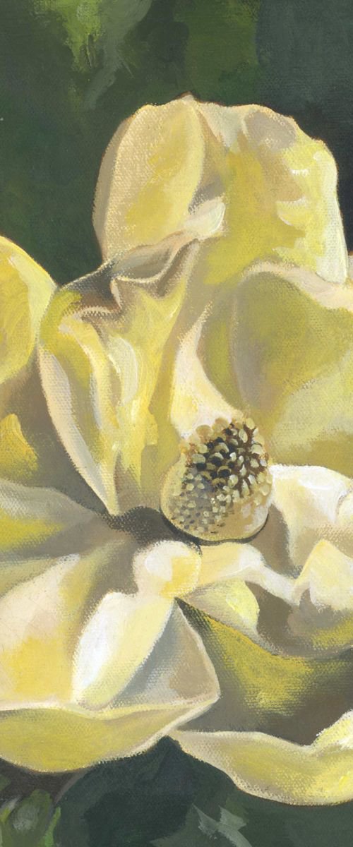 yellow magnolia by Alfred  Ng