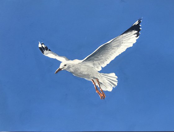 Lone Gull #4