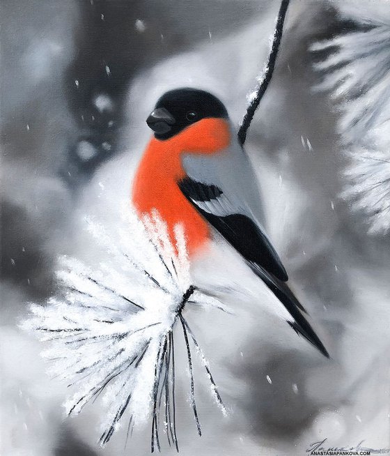 Bullfinch on the pine branch