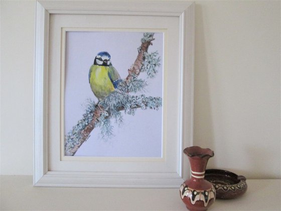 Blue Tit Bird on Mossy Branch