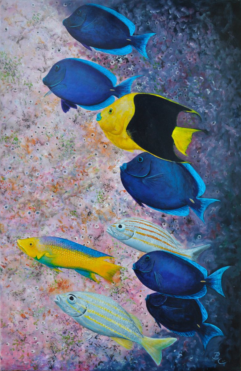 Fishes feeding on a coral wall by Patrick chevailler