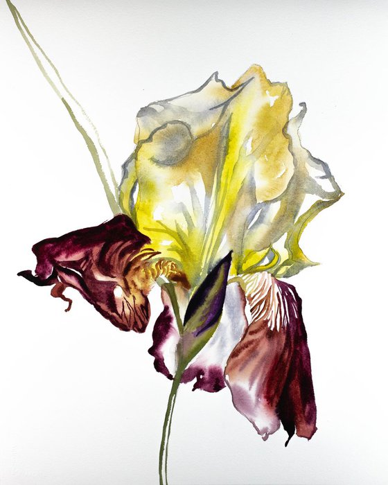 Iris No. 77