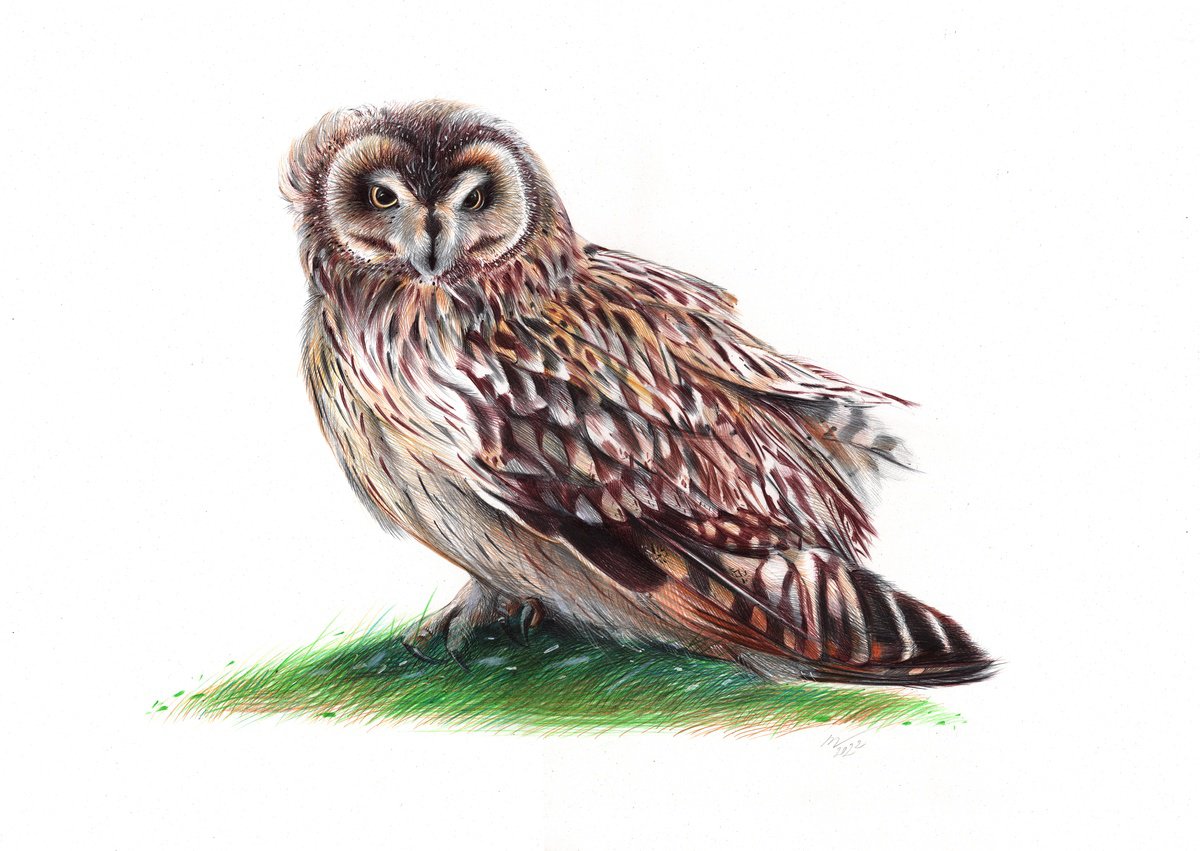 Short-eared Owl - Bird Portrait by Daria Maier