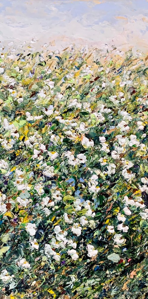 Field of white daisies by Vilma Gataveckienė