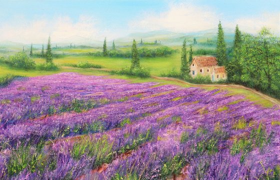 Lavender field