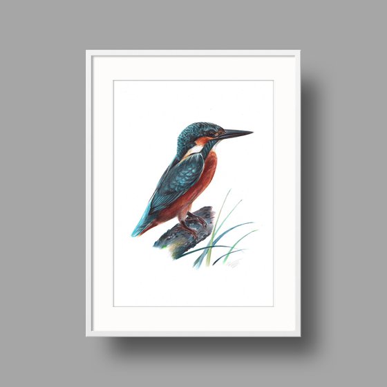 River Kingfisher