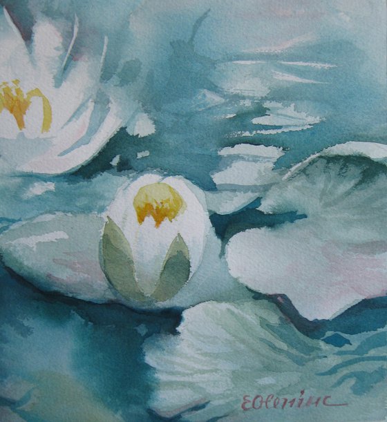 White waterlilies pond