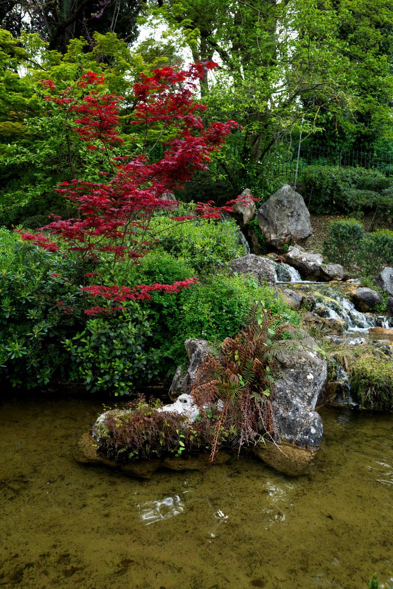 Photorealistic Photograph , The Ancient One - ? Rome Botanical Garden By Chiara Vignudelli, 12 X 18, Artwork For Sale On Artfinder