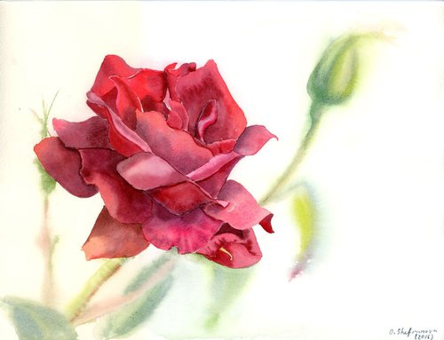 Rose by Olga Shefranov (Tchefranov)