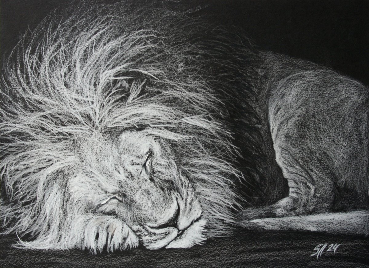Animal Pencil Drawing By Salana Art / Svetlana Samovarova, 11 X 8", Lion Iv, Original Artwork