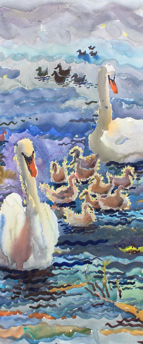 Swan family by Tanbelia