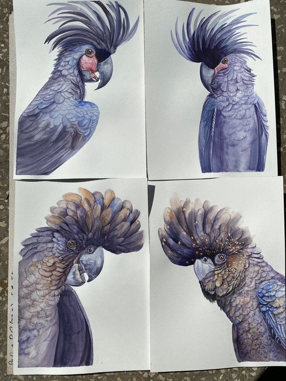 Black palm cockatoo, A Playful Glimpse of Nature in Watercolour