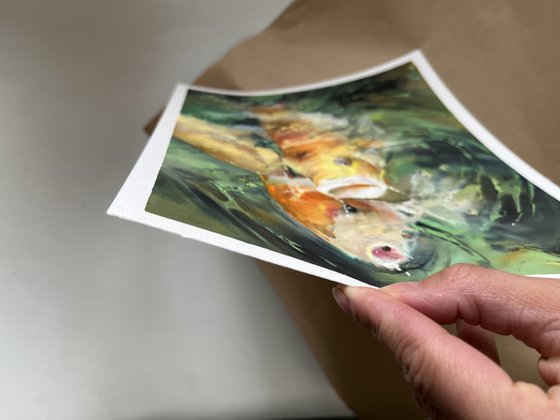 Turquoise Water Sunlight Koi Fishes