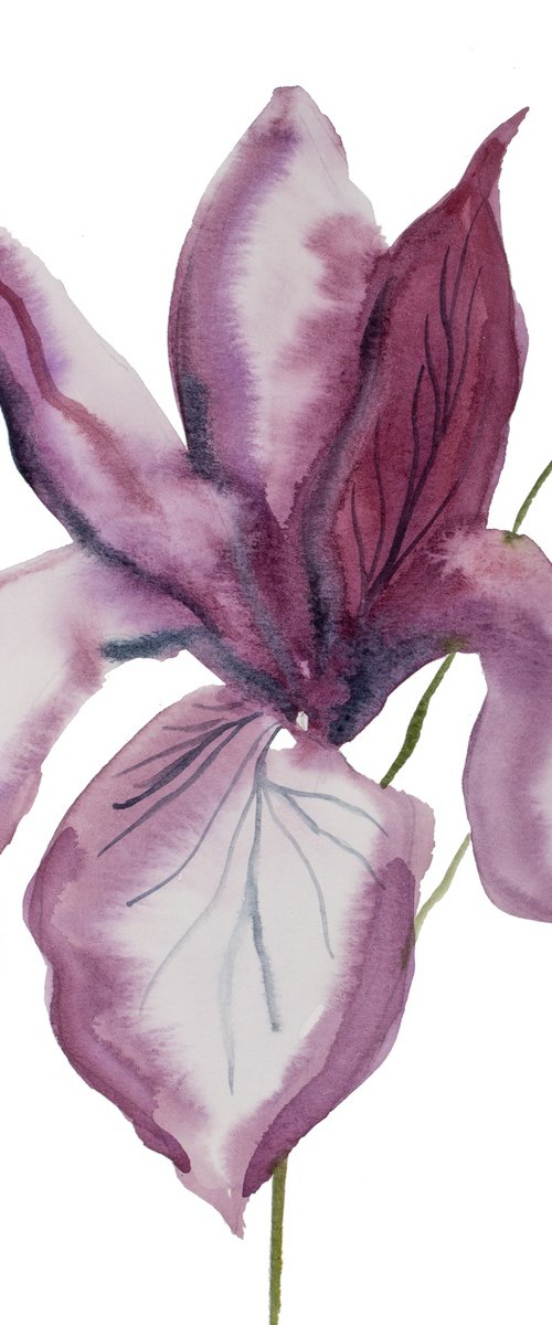 Iris No. 188 by Elizabeth Becker