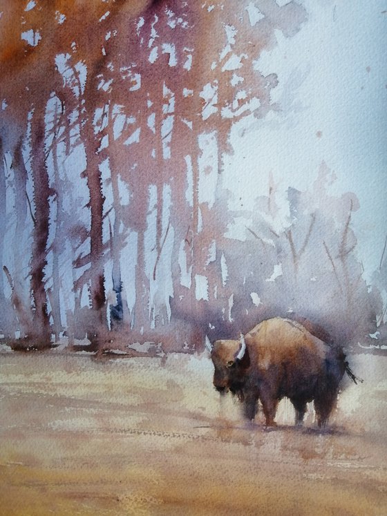 bison