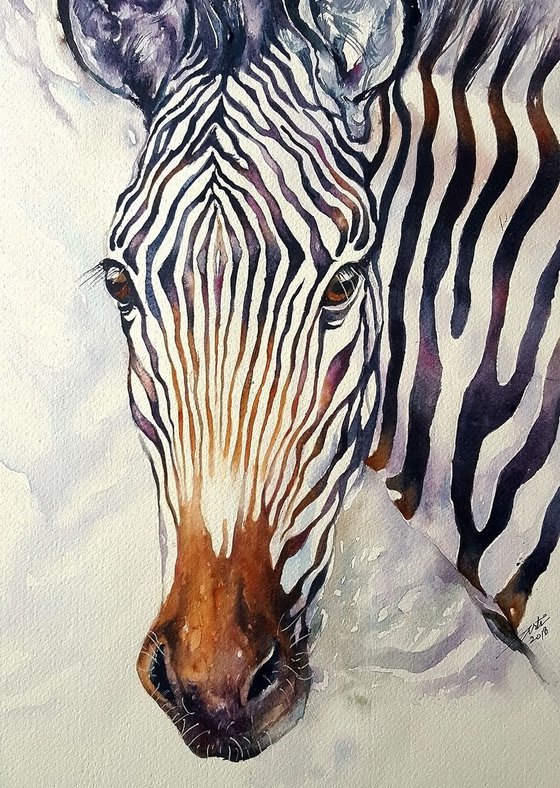 Zello_ Grevy's Zebra