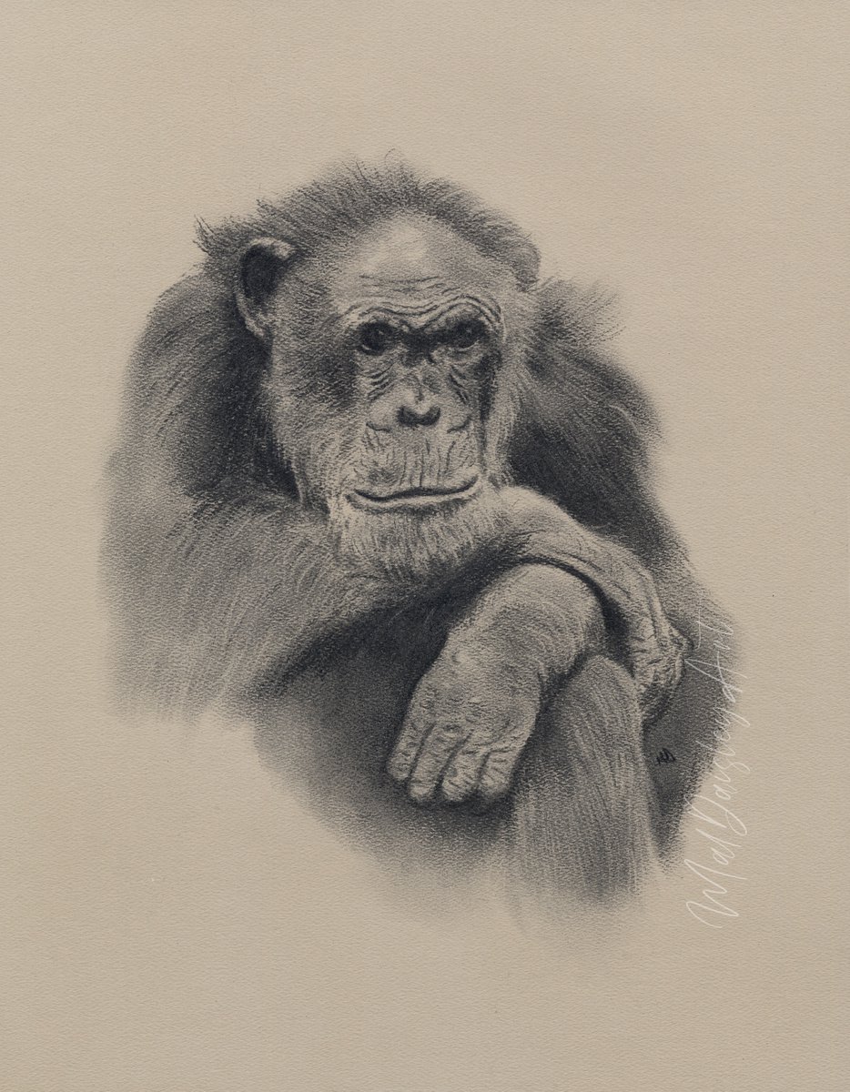 Chimpanzee Deep in Thought by Mal Daisley