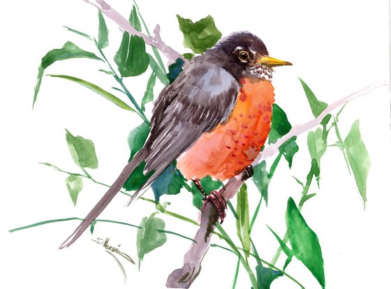 American Robin