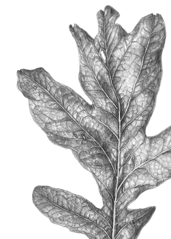 Oak leaf