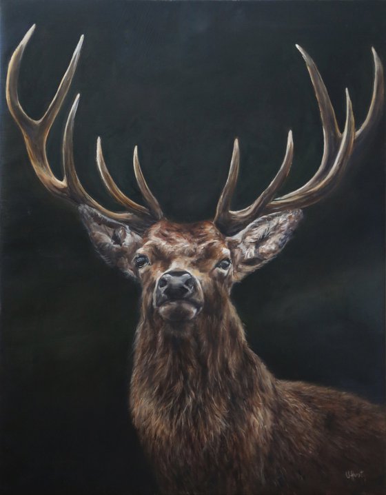 Stag, red deer elk, stag Scotland