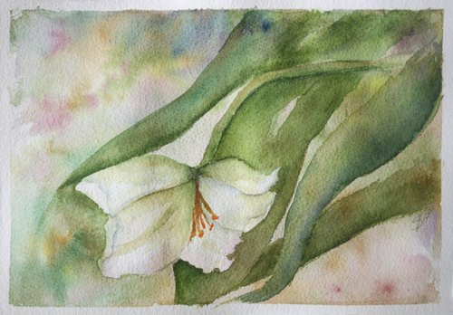 White tulip by Salana Art Gallery
