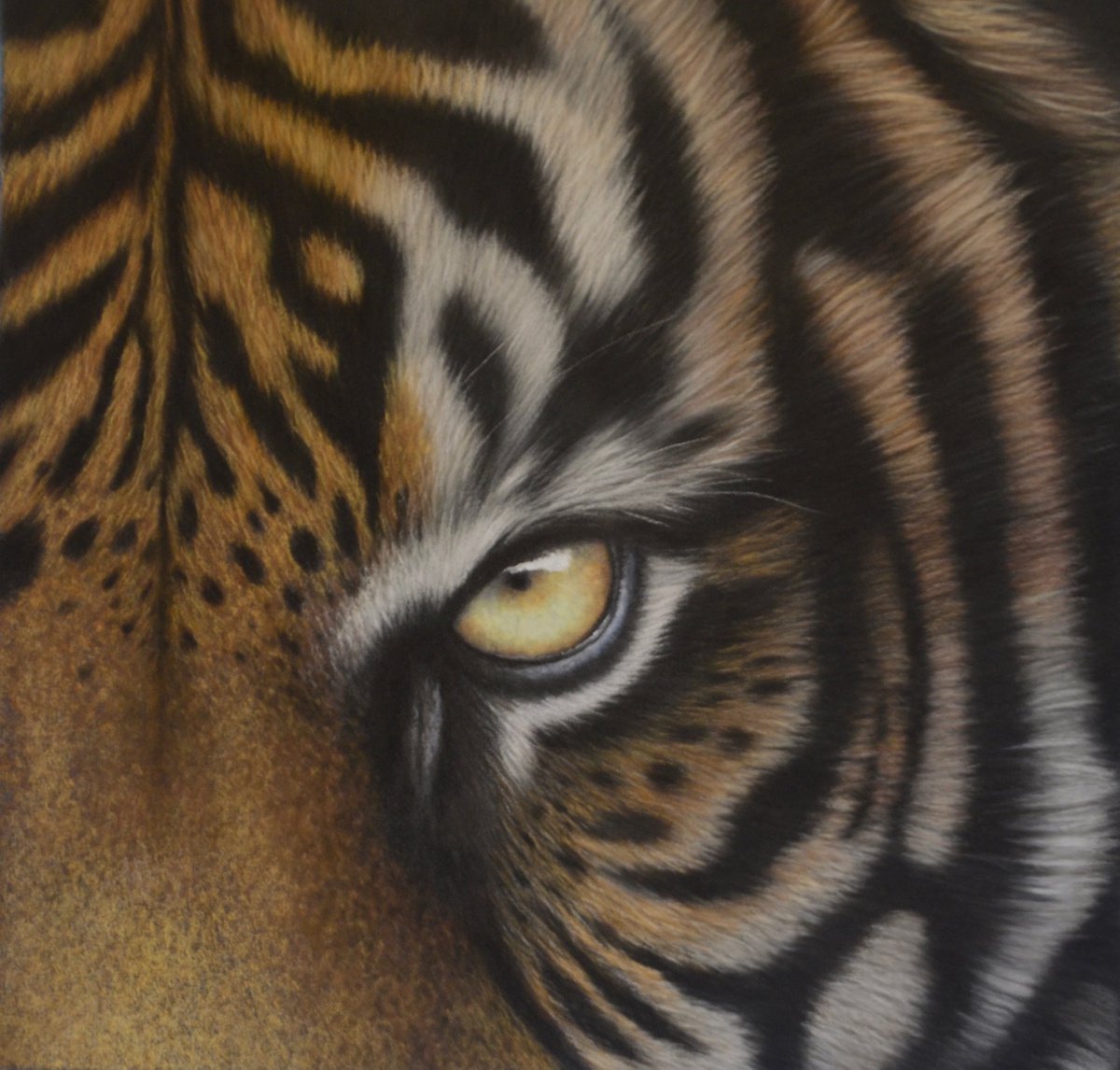 Eye of the Tiger by Debra Spence