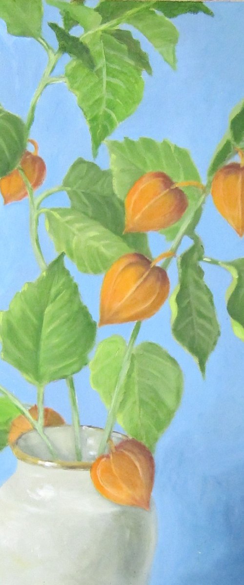 Chinese Lantern plant. (Physalis) by Sophie Colmer-Stocker