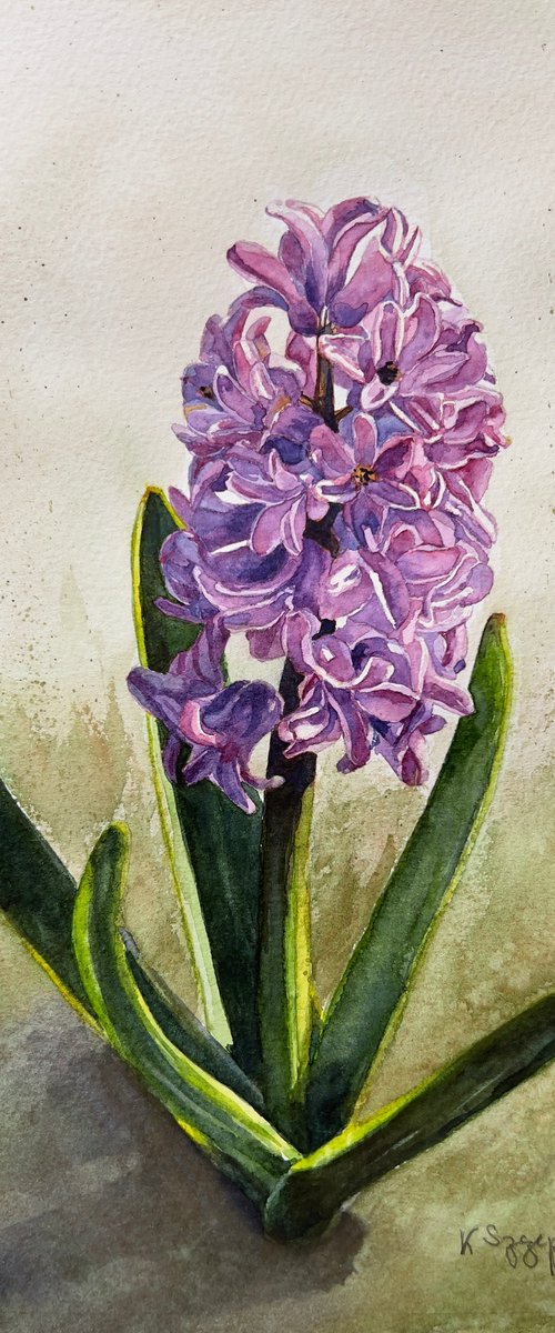 Pink hyacinth by Krystyna Szczepanowski