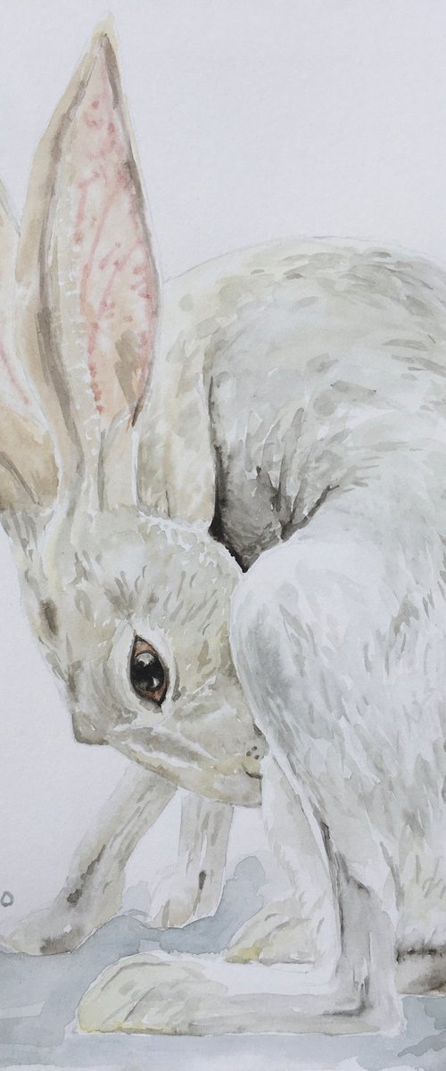 Hare by Abigail Long