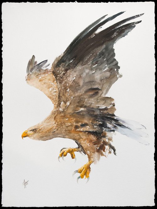 White-tailed Eagle by Andrzej Rabiega