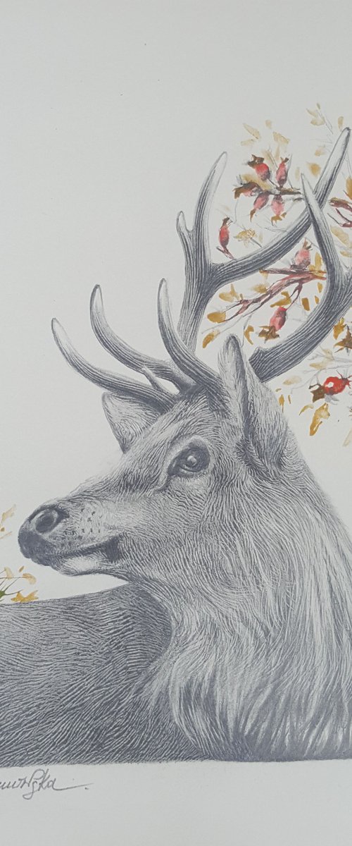 Winter Deer by Maja Tulimowska - Chmielewska