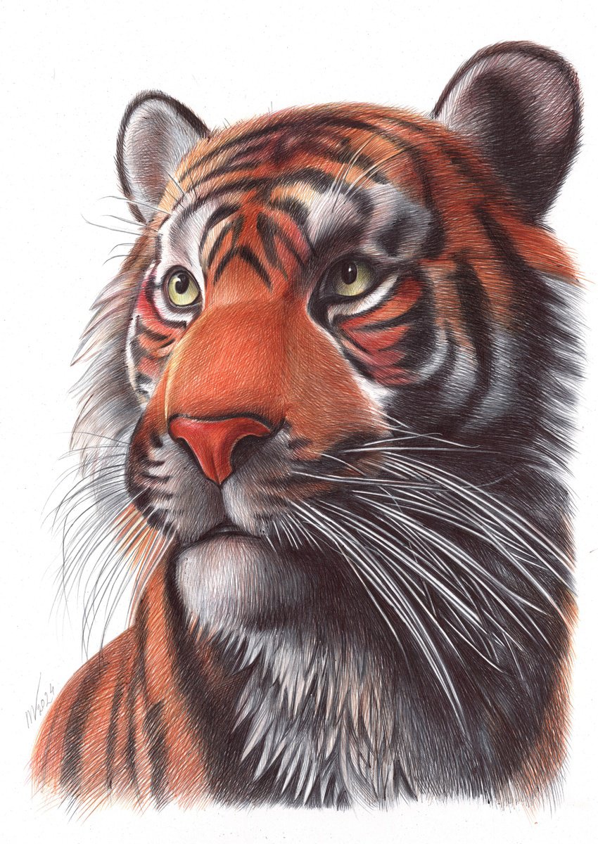 Photorealistic Animal Drawing By Daria Maier, 9 X 13, Tiger, Original Artwork
