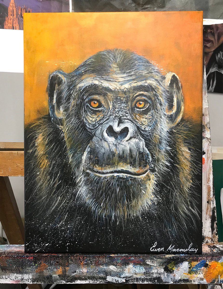 Portrait of a gorilla by Ewen Macaulay