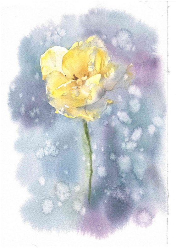 Winter yellow tulip