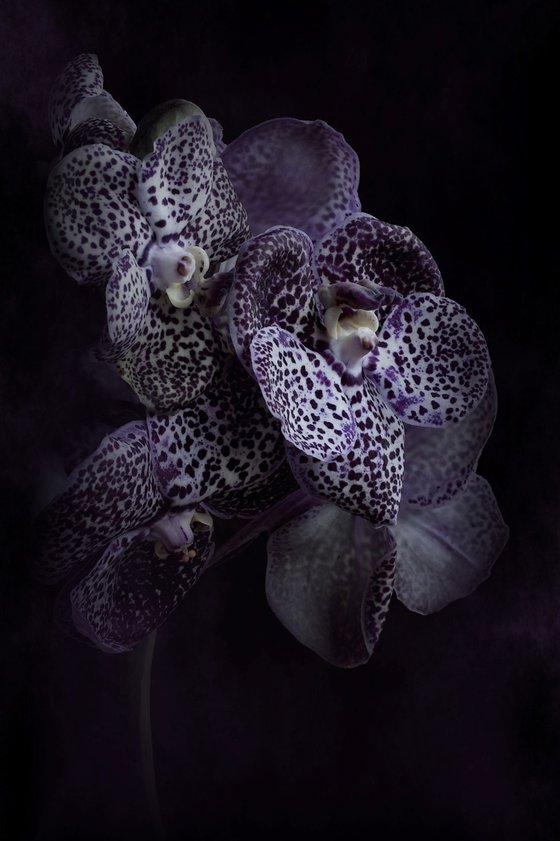 Midnight Orchids