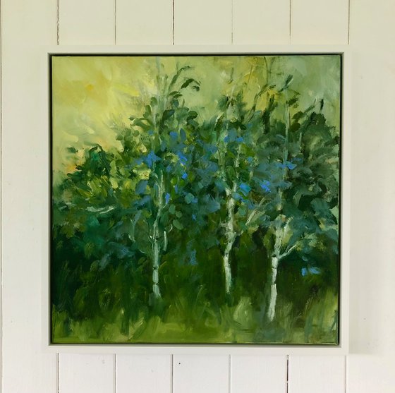 Birches in late sun
