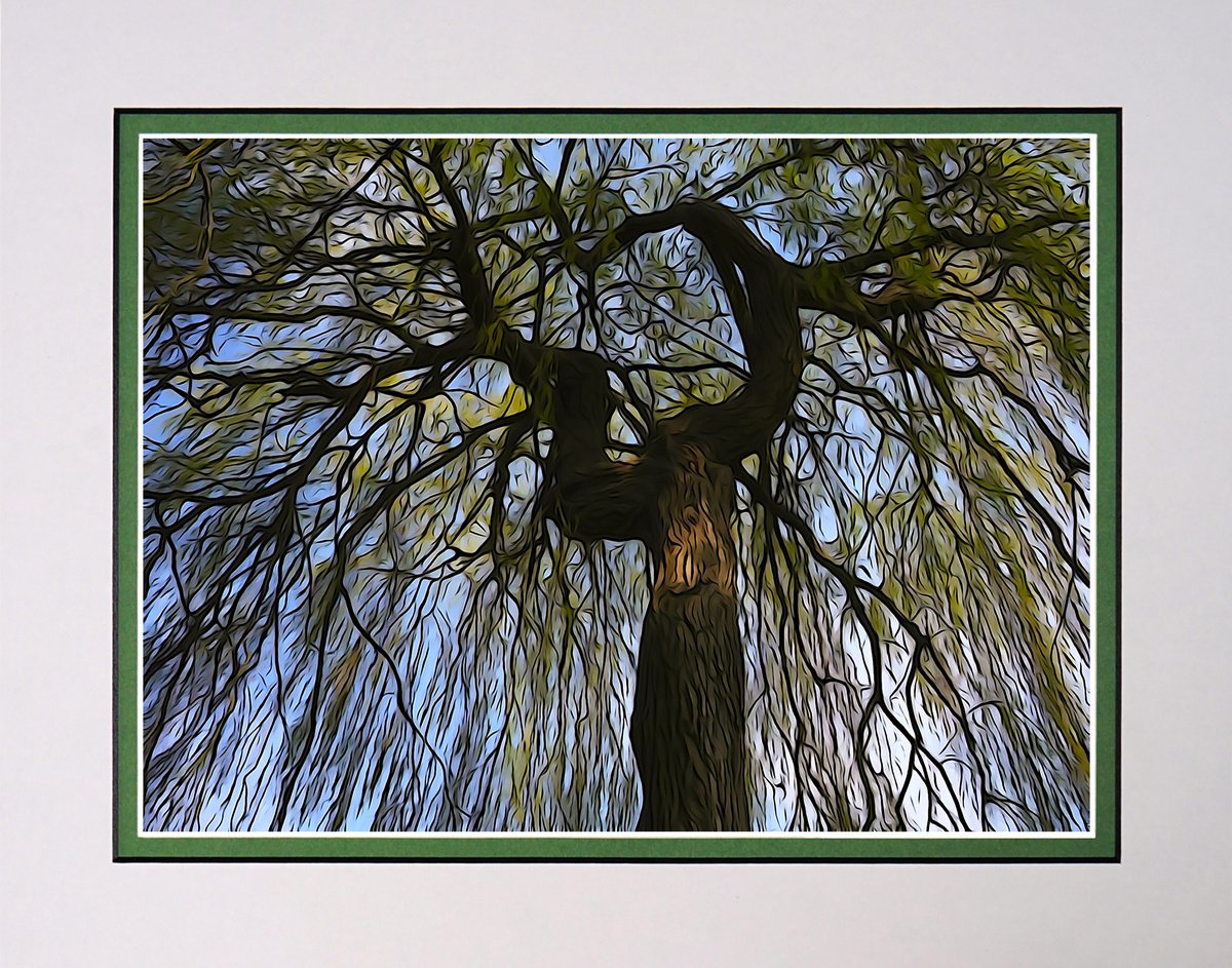 Weeping Willow Photo Illustration by Robin Clarke