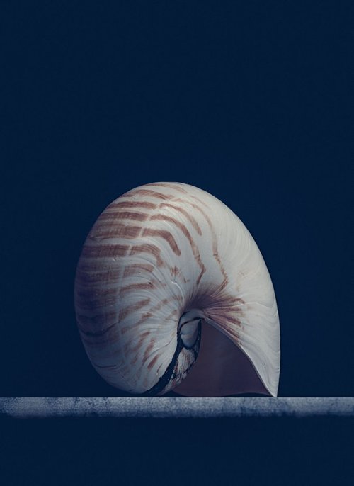 Nautilus shell by Paul Nash