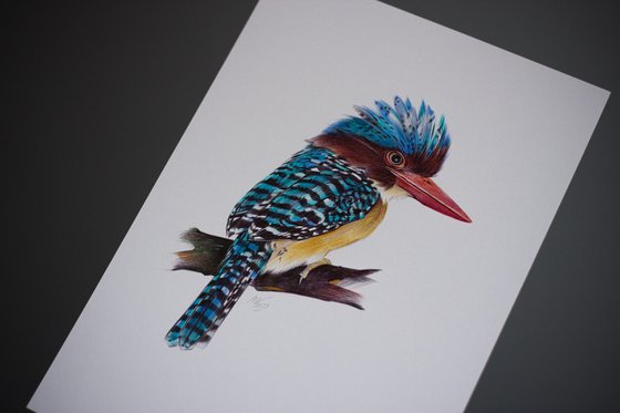 Banded Kingfisher