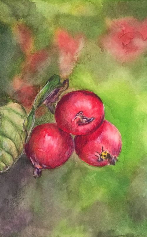 Berries by Ksenia Lutsenko