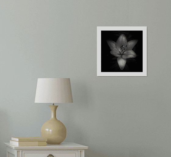 Lily Blooms Number 7 - 12x12 inch Fine Art Photography Limited Edition #1/25
