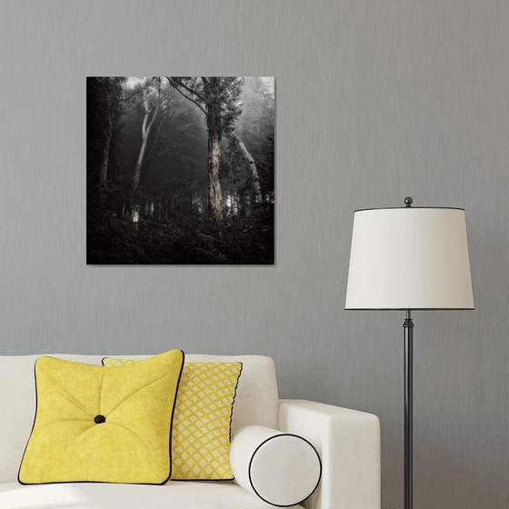 Misty Eucalyptus